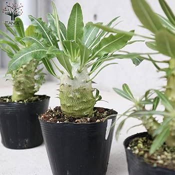 ホロンベンセ　現地球 パキポディウム ホロンベンセ 現地球 安心の発根済み - メルカリ